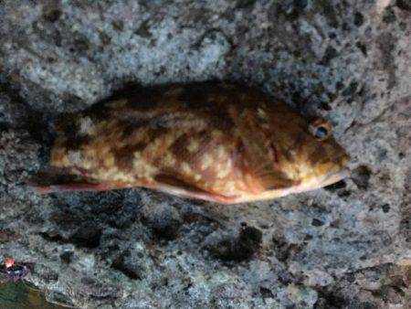 磯場で根魚