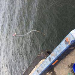 昼の14:30に太刀魚