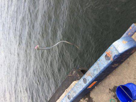 昼の14:30に太刀魚