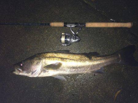 ランカーサイズ