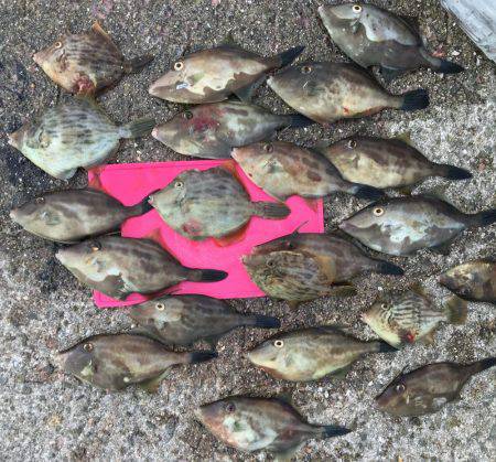 イワシ、カワハギ釣り