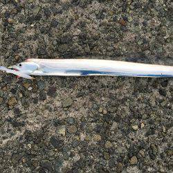 太刀魚好調です。