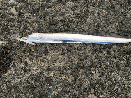 太刀魚好調です。