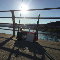 淡路島 翼港 エギング釣行