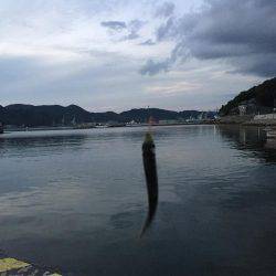 ウルメイワシ、マイワシ