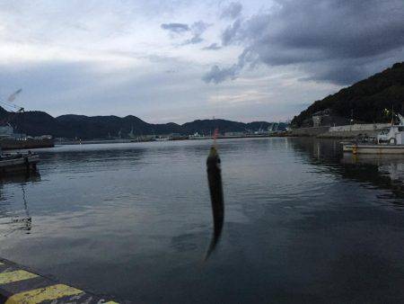 ウルメイワシ、マイワシ