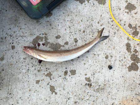 淡路遠征タチウオ