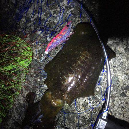 ナイトエギング