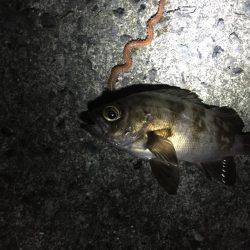 憧れのアコウは…