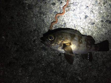 憧れのアコウは…