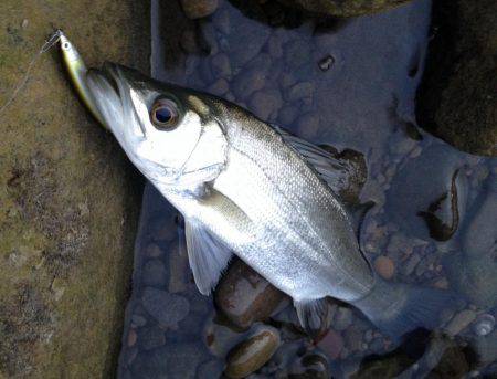 セイゴメッキ遊び