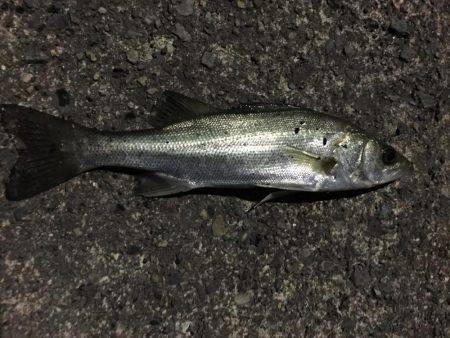 常夜灯周りでアジング