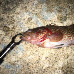 ワインド&ロックフィッシュ