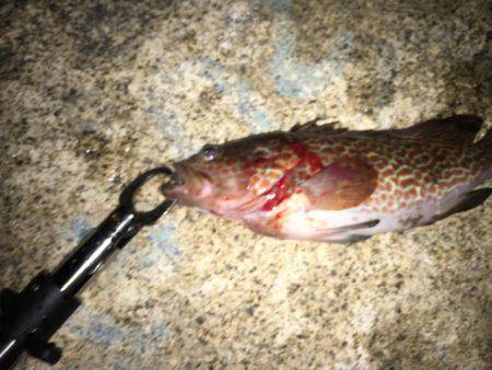 ワインド&ロックフィッシュ