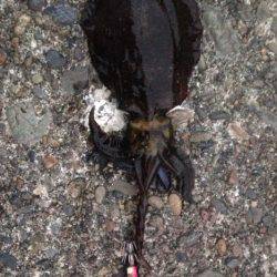 南大阪ランガン