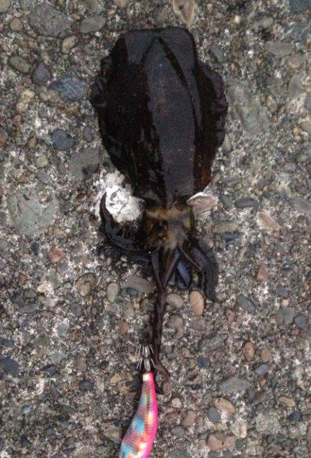 南大阪ランガン