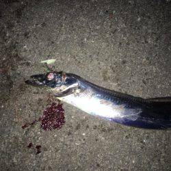 南芦屋浜タチウオ