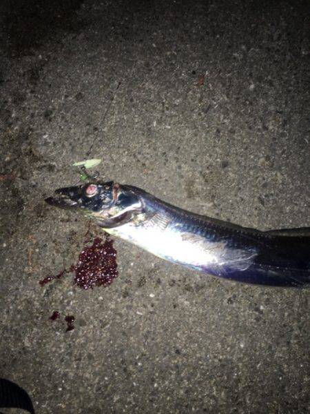 南芦屋浜タチウオ