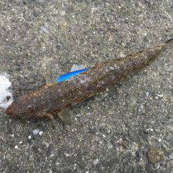 エソ、エソ、エソ…