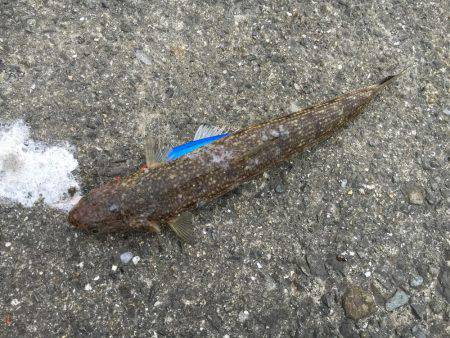 エソ、エソ、エソ…