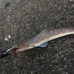 未知との遭遇。笑