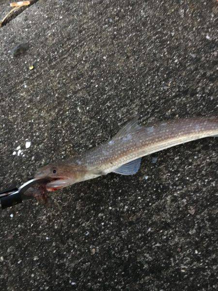 未知との遭遇。笑