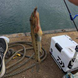 のんびりハゼ釣りwith親父