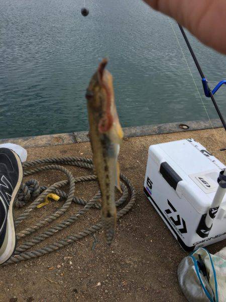 のんびりハゼ釣りwith親父