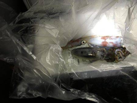 奈良より釣ーリング（バイク釣行）