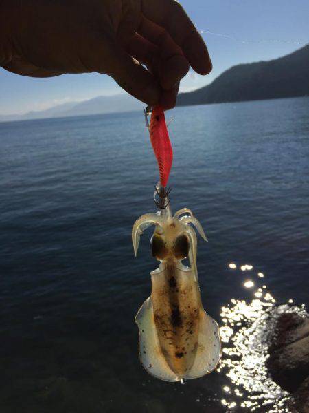 久しぶりエギング釣行〜