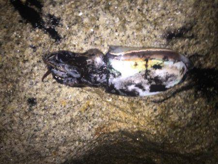 アオリ狙いで粘ること2時間…