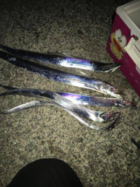 なかなかアオリイカが釣れません