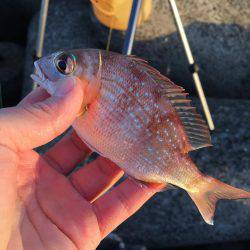 カレイ狙いその1