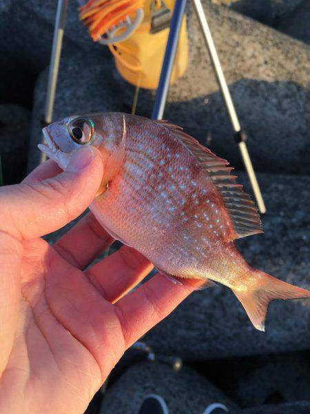 カレイ狙いその1