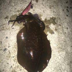 念願のアオリ…