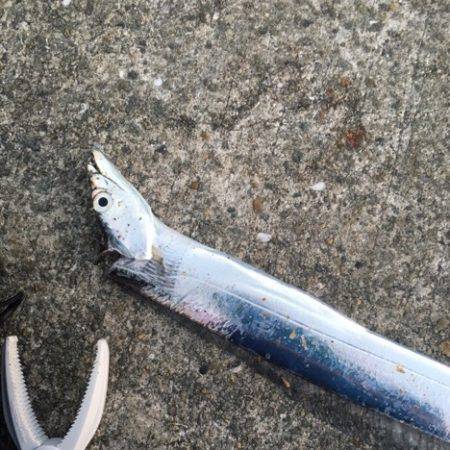 南芦屋浜タチウオ