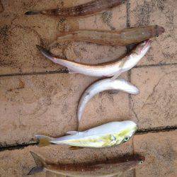 クーラーボックス空っぽやけど…