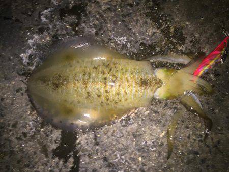 イカちゃんはいてる！