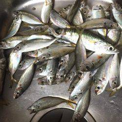 アジ、サバ、イワシ入れ食いでイカも！