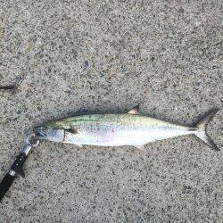 サビキの合間に