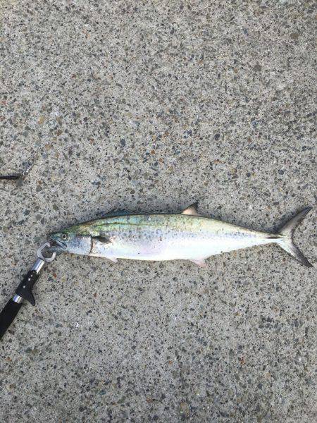 サビキの合間に