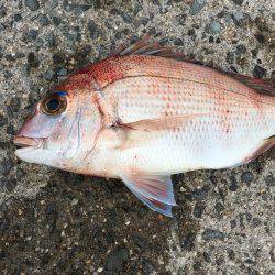 ショアジギング