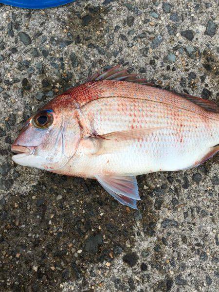 ショアジギング