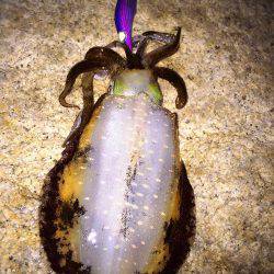 渋い〜(・ω・)ノ