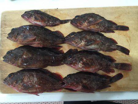 北公園 タチウオ オオアジ