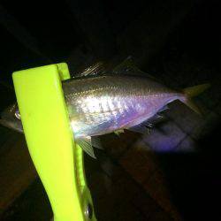 アジング後ワインド。