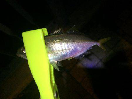 アジング後ワインド。