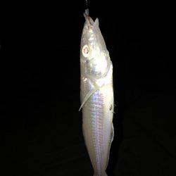 二反田で夜釣り