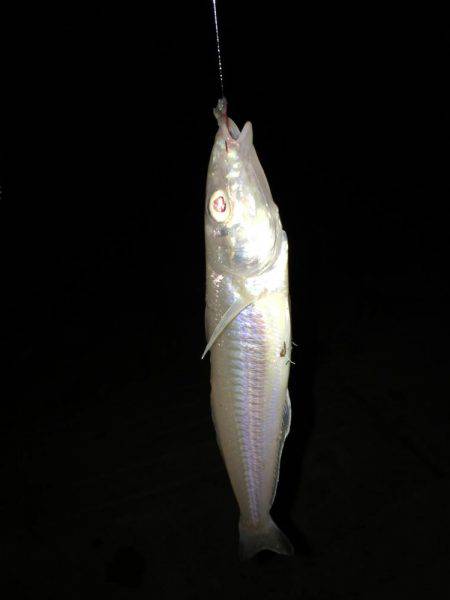 二反田で夜釣り