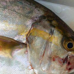 オフショアの釣り